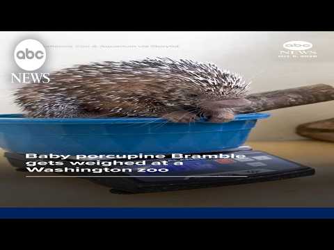 Baby porcupine Bramble gets weighed at a Washington zoo