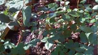 Copia de La rosa abracadabra y más rosales abril 2011.