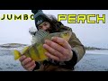 Video Thumbnail for Early Ice Perch Fishing Frenzy! NEVER Seen Jumbo's This Big! Crazy!