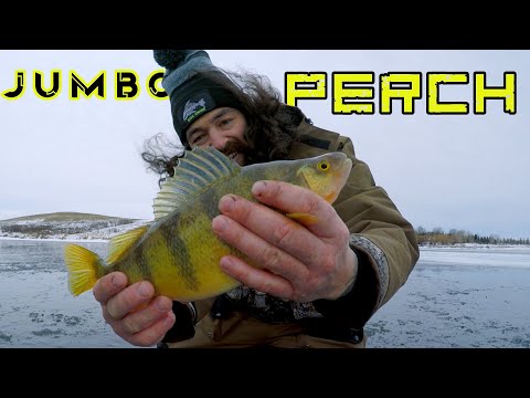 Early Ice Perch Fishing Frenzy! NEVER Seen Jumbo's This Big! Crazy!