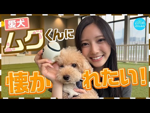日向坂ちゃんねる「【大ピンチ】愛犬がママしか見てない件【きらちゃんも懐かれたい！】」