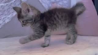 メインクーンの動画01