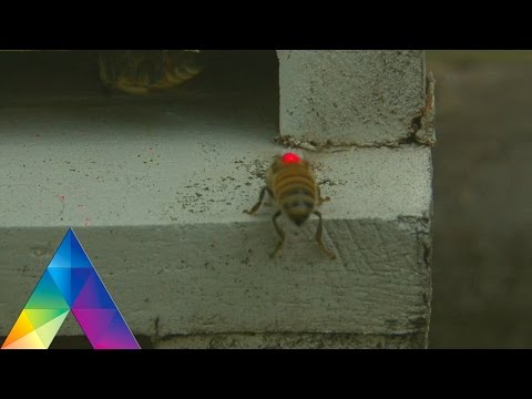 DUNIA BINATANG - YUK BELAJAR LEBAH DAN TAWON 3-1