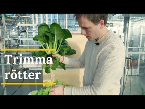 Skolodling: Trimma rötter i växtvägg - Grobruket