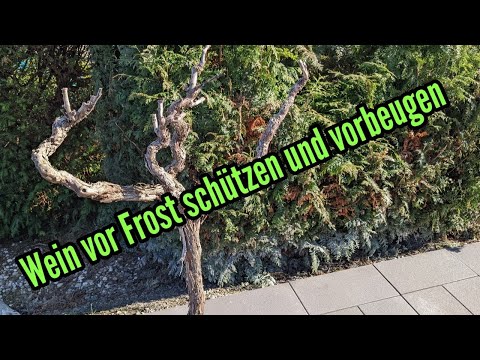 , title : 'Weinreben vor Frost schützen im Frühjahr - So Wein vor Spätfrost schützen vorbeugen'
