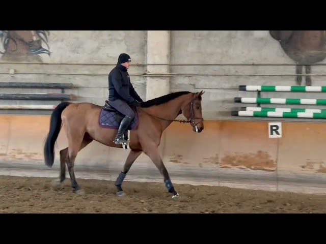 Castrone baio, KWPN, 2012, Numero Uno X Haarlem