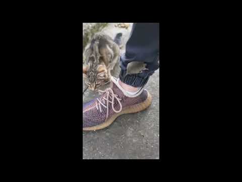 Mouse vs Cat: The Ultimate Hide-and-Seek Battle