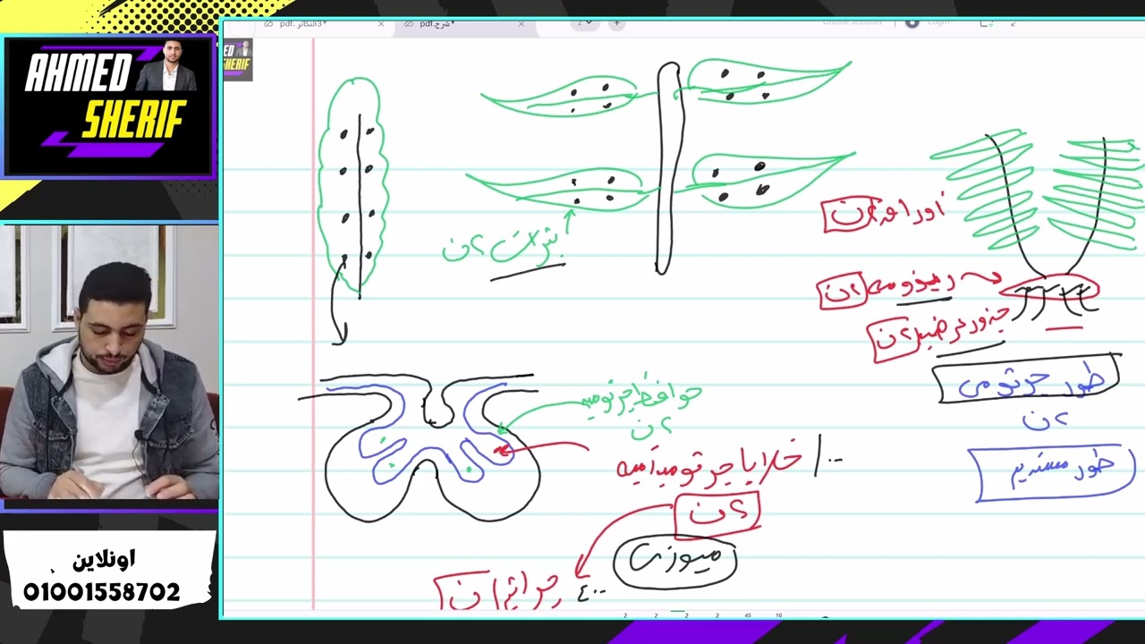 تعاقب الاجيال || شرح دورة حياه نبات من السراخس الفوجير احياء تالتة ثانوي