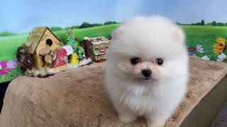 Video preview image #1 Pomeranian Puppy For Sale in DALLAS, TX, USA