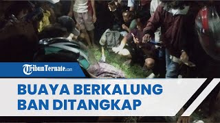 Dua Tahun Berselang, Buaya Berkalung Ban di Palu yang Viral Ditangkap, Kini Lilitan Dilepas Warga