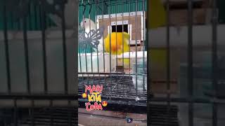 Download lagu lovebird Joget (Goyang sange) mp3