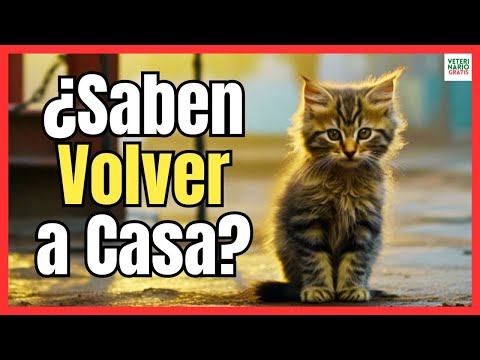 🔴 DO CATS KNOW HOW TO COME HOME? 🚨