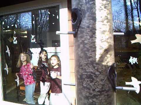 2016 02 26 16 21 30 BirdFeeder CloseUp CommonGrackle