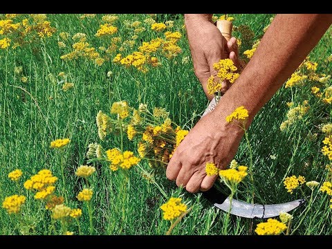 Agrarni biznis: Koliko se zarađuje sakupljanjem i uzgajanjem lekovitog bilja?