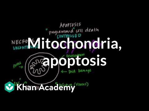 Mitochondria, Apoptosis, and Oxidative Stress