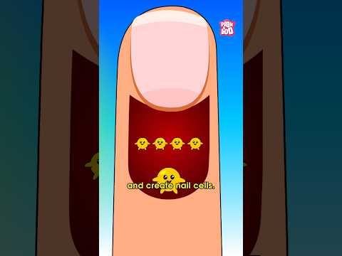 How our Nails Grow | How Long do Nails Grow in a Month? #fingernails #humanbodyfacts  #drbinocsshow