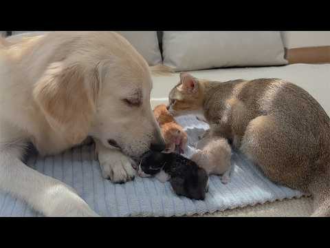 YouTube 썸네일