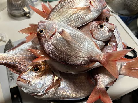 Sea Fishing in Japan, Catch a snapper in the Pacific! #fishing