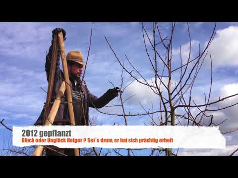 Öschberg Palmer Obstbaumschnitt Teil 1