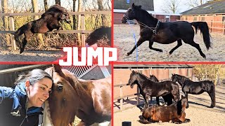 Broken hand! | Jump high! | Flagged tail | Chilling! | I remember something!!👑 | Friesian Horses