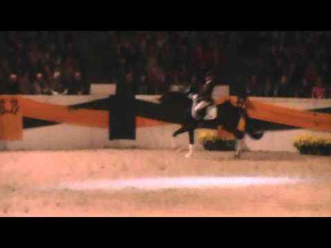 Heracles und Schwarzgold Hengstmarkt 2013