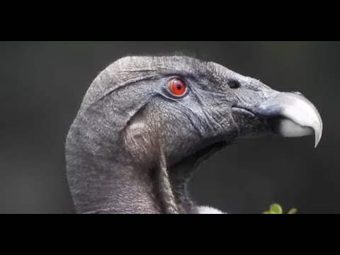 The eye-color of an female Andean Condor   4K