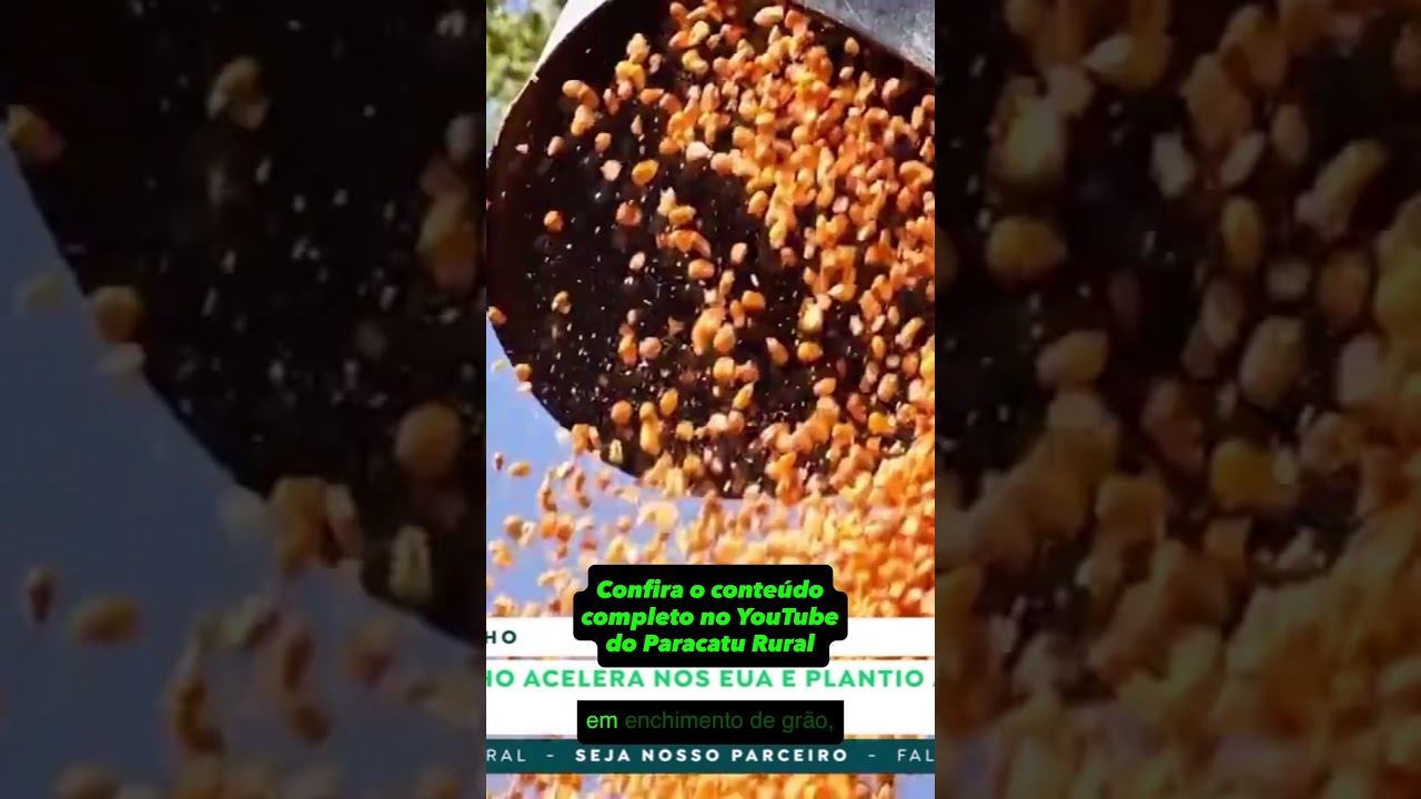 Milho e Sorgo: Hora de Travar Preços? – Vlamir Brandalizze Analisa
