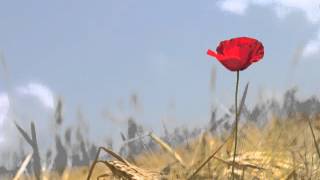 Sommes-nous - Alain Bashung