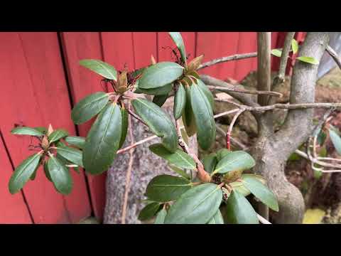 🌳En uppdatering om räddning av Rhododendron