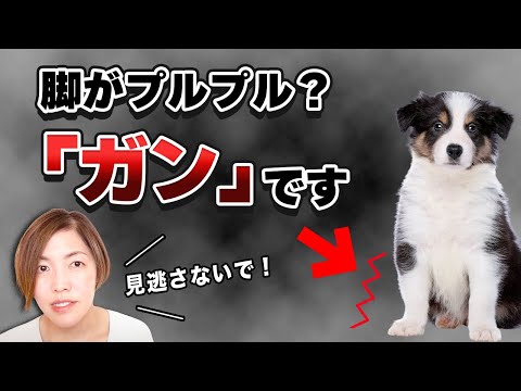 犬の皮膚がん:症状と治療法