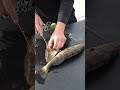 Boneless Walleye Fillet: The EASIEST Way To Clean Fish