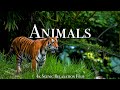 ANIMALS OF THE WORLD 4K - SCENIC WILDLIFE FILM WITH CALMING MUSIC