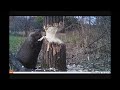 Beaver cutting trees Down Bushnell Trophy Cam