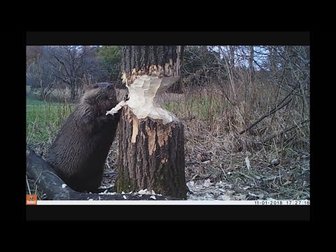 Castor abattant des arbres