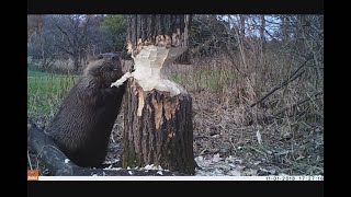 Beaver cutting trees Down Bushnell Trophy Cam