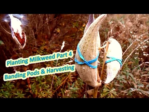 Planting Milkweed Part 4 - Banding Pods & Harvest (Help The Monarch Butterfly)