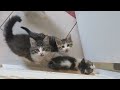 10 Hungry Kittens