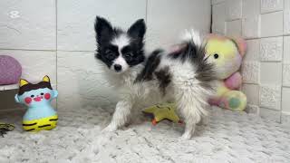 パピヨンの動画01