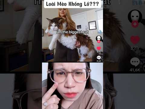 Mèo Kodiak Khổng Lồ Nhất TG ?!?! 😱😨🥶  #creepyfacts