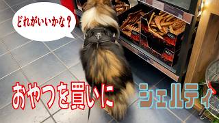 【シェルティ】おやつを買いに【フランス田舎暮らし🇫🇷】#犬の散歩 #賢い犬 #犬のいる暮らし #シェルティ
