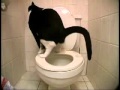 Un chat qui fait caca dans les toilettes ! 