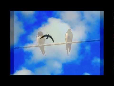 Kovács Kati - A festő és a fecskék