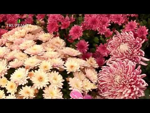 , title : 'Les chrysanthèmes : plantes de saison pour fleurir le jardin ou le balcon - Truffaut'