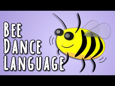 Bee Dance Language - the linguistics behind animal language