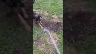 Video preview image #1 Irish Terrier-Unknown Mix Puppy For Sale in Germantown, OH, USA