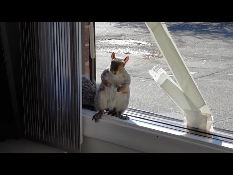 Squirrel wants special attention after missing for a long time