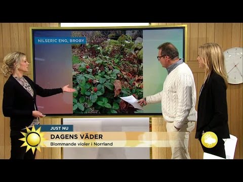 Naturen får fnatt av den milda hösten - Nyhetsmorgon (TV4)