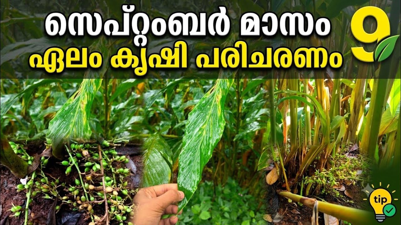 സെപ്റ്റംബർ മാസം ഏലം കൃഷി പരിചരണം  | Cardamom cultivation care in September