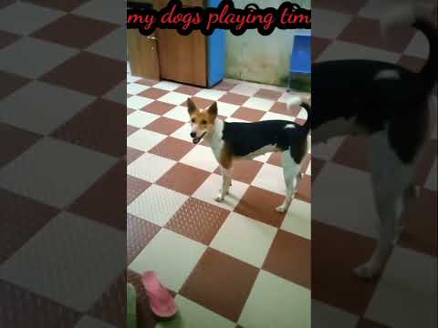 m̊ẙ d̊o̊g̊s̊ p̊l̊åẙi̊n̊g̊