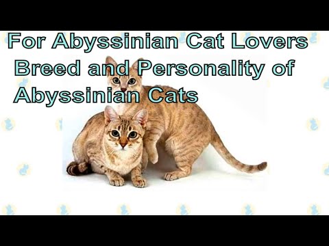 For Abyssinian Cat Lovers. Breed and Personality of Abyssinian Cats